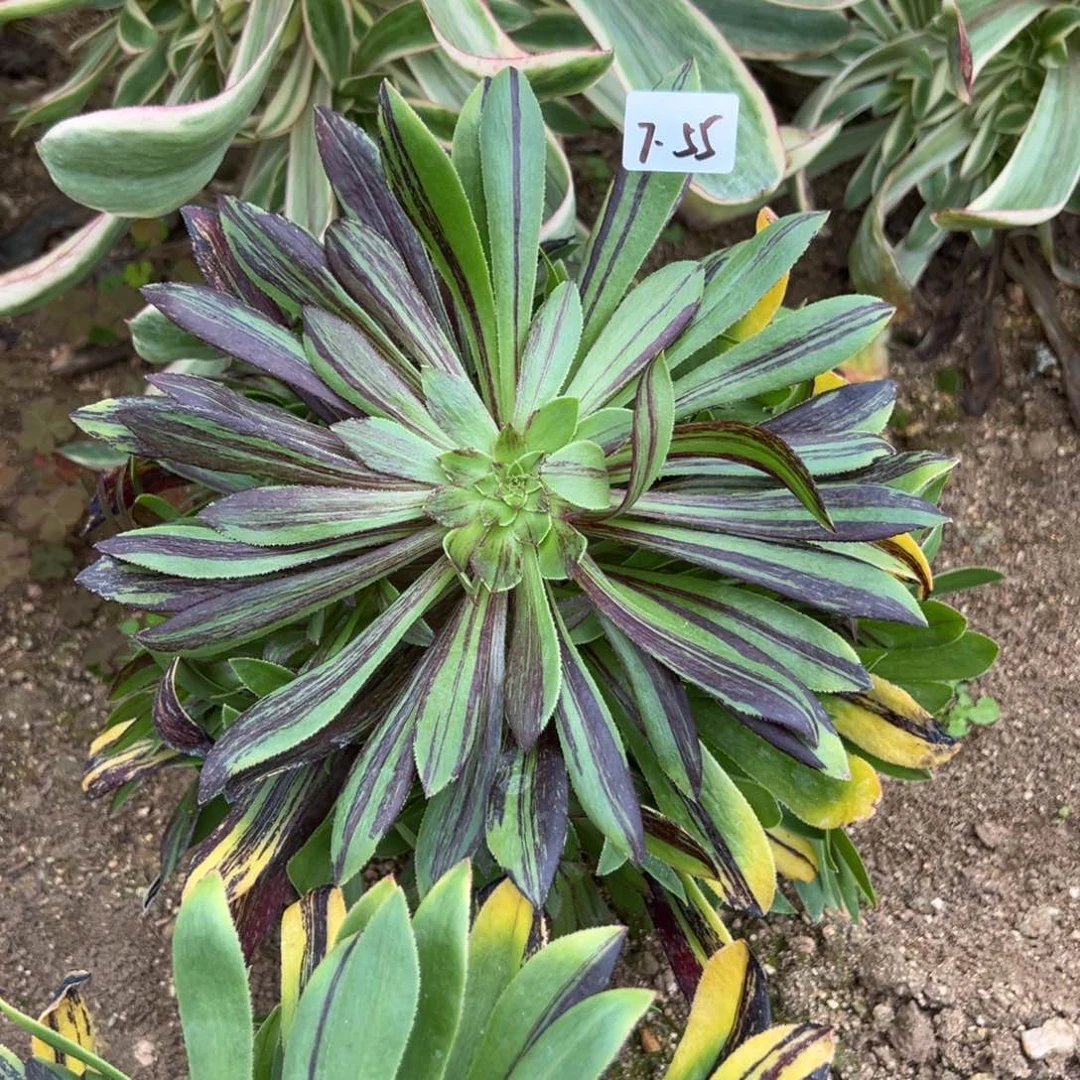 55丹青多肉多肉多肉多肉