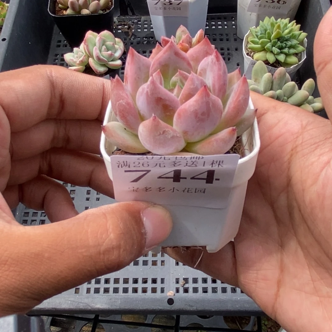 比翼鸟一物一拍满20包邮满26送一颗精品多肉