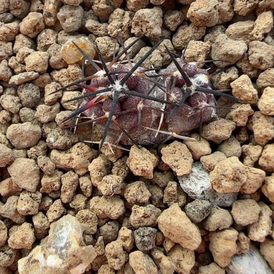 满30包邮仙人球00