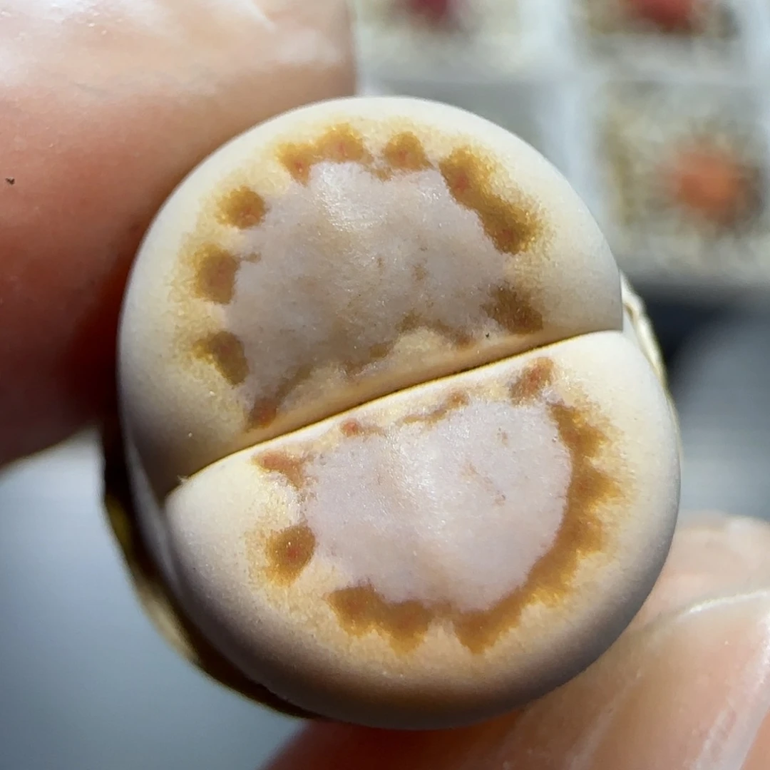 12.24 c24饼干福利 5015