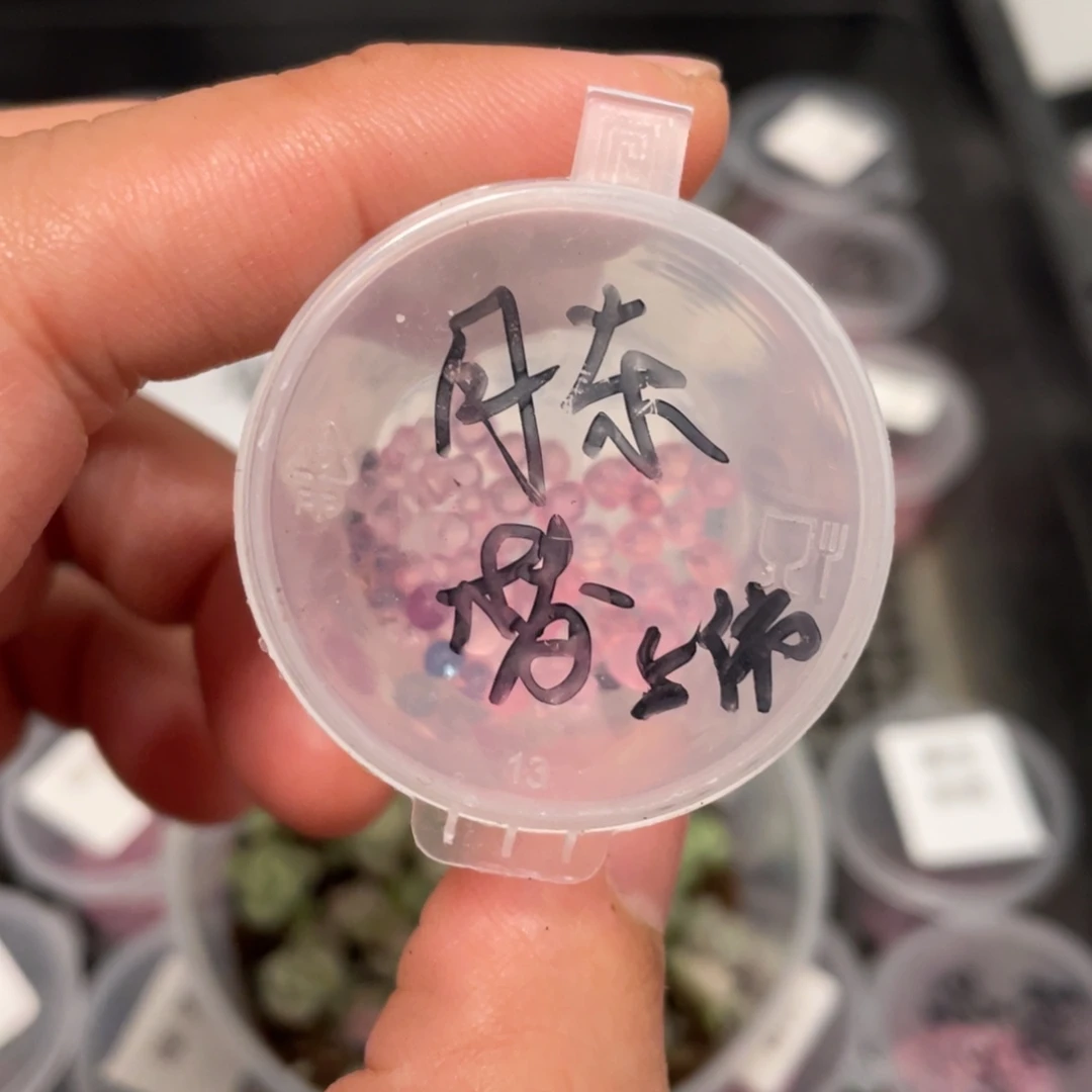 月东✖️梦露20粒，新品