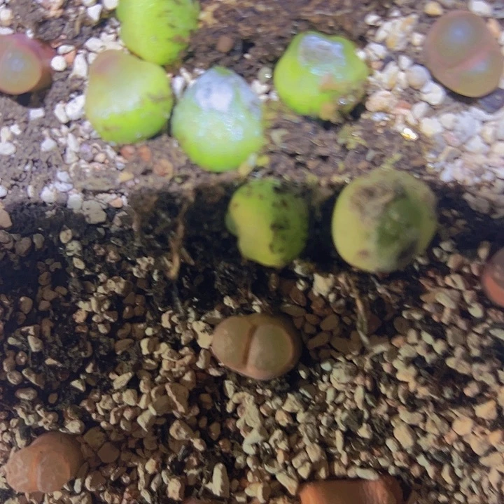 踱*1111111111111111