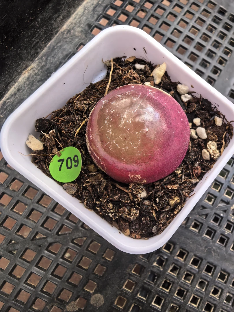 灯泡2.9CM带盆多肉植物709
