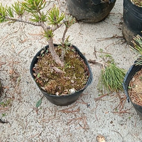 贵品松树盆景微型盆景