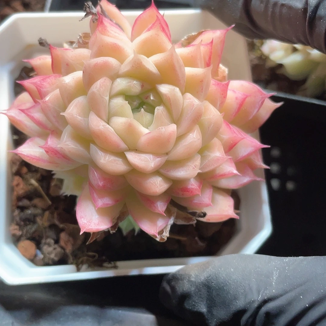 优选女王福利9385