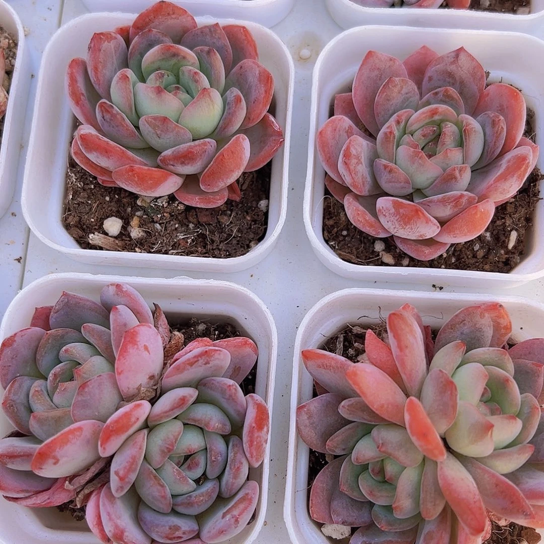 全明星混发19包邮