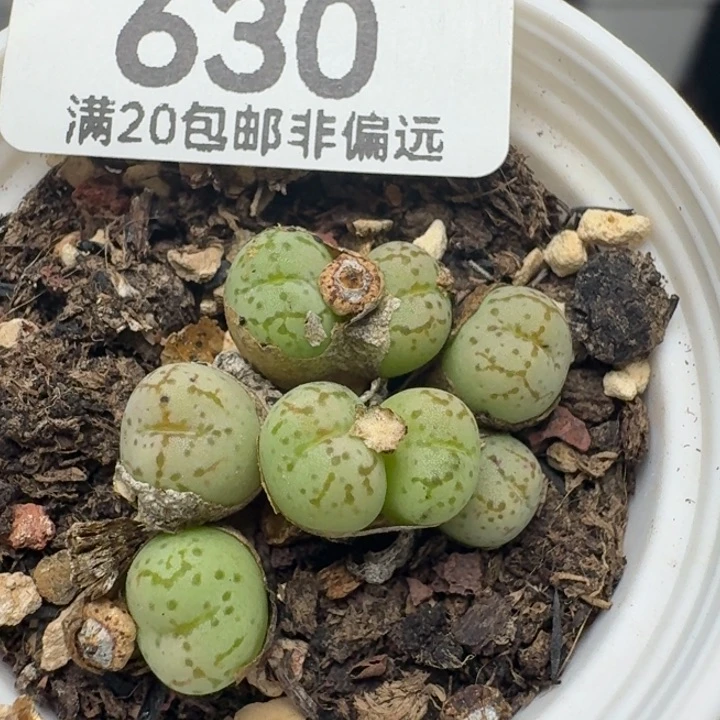 带盆土。