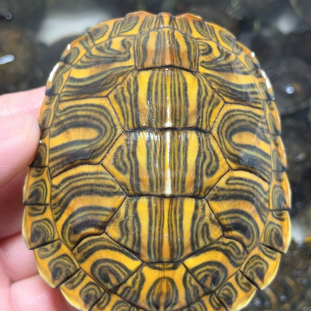 宠物龟不分公母8.4