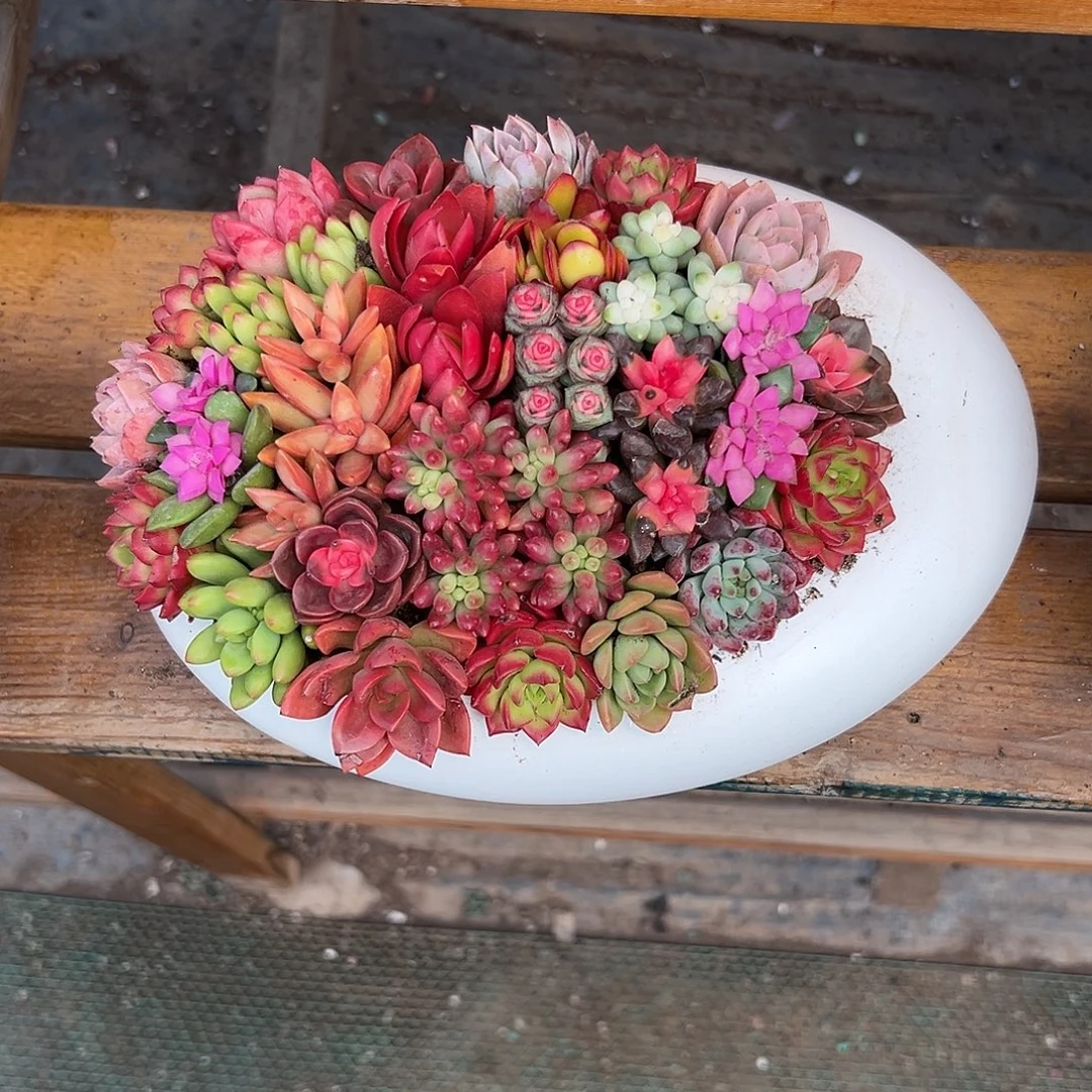 太空舱多肉组合花园