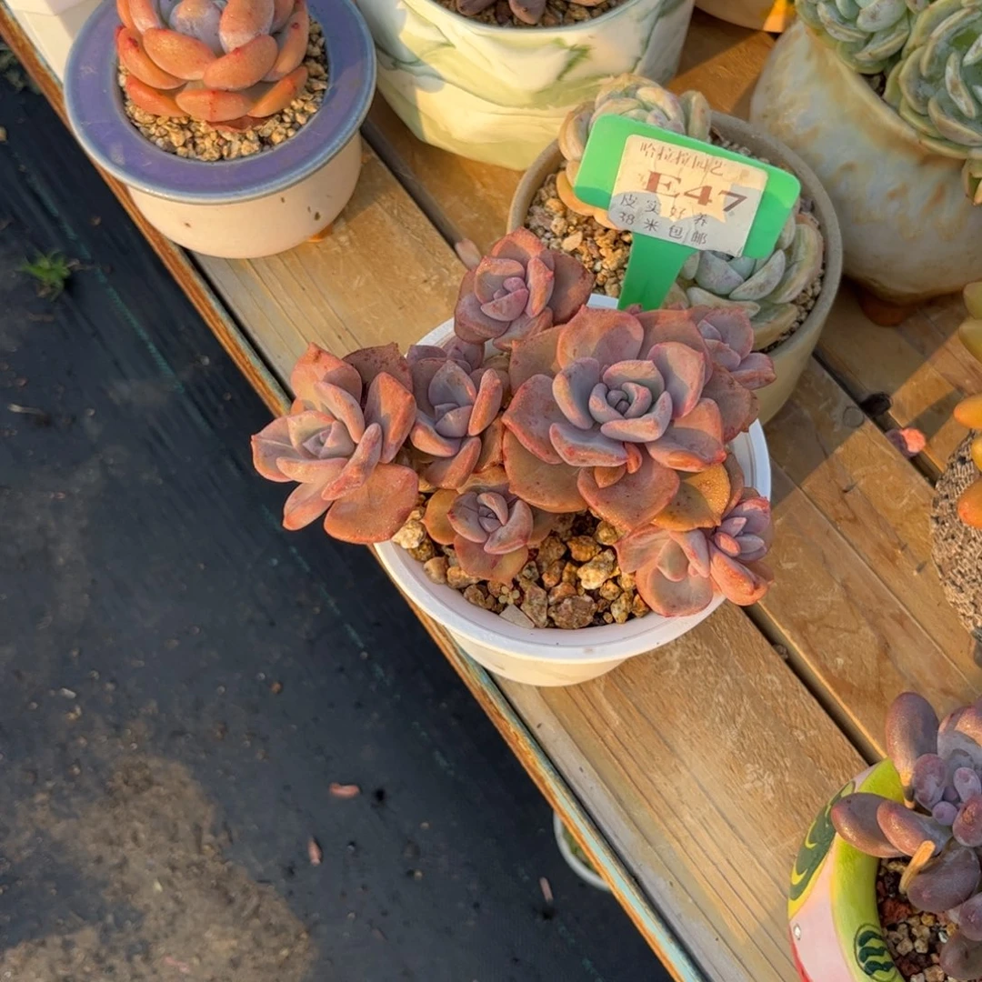 香**泡多婆婆植物1111111111