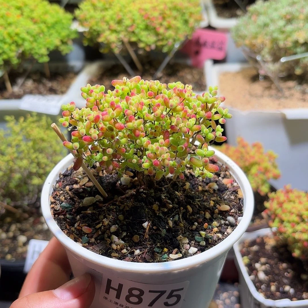 安***禧枝干番杏密橘糖球H875