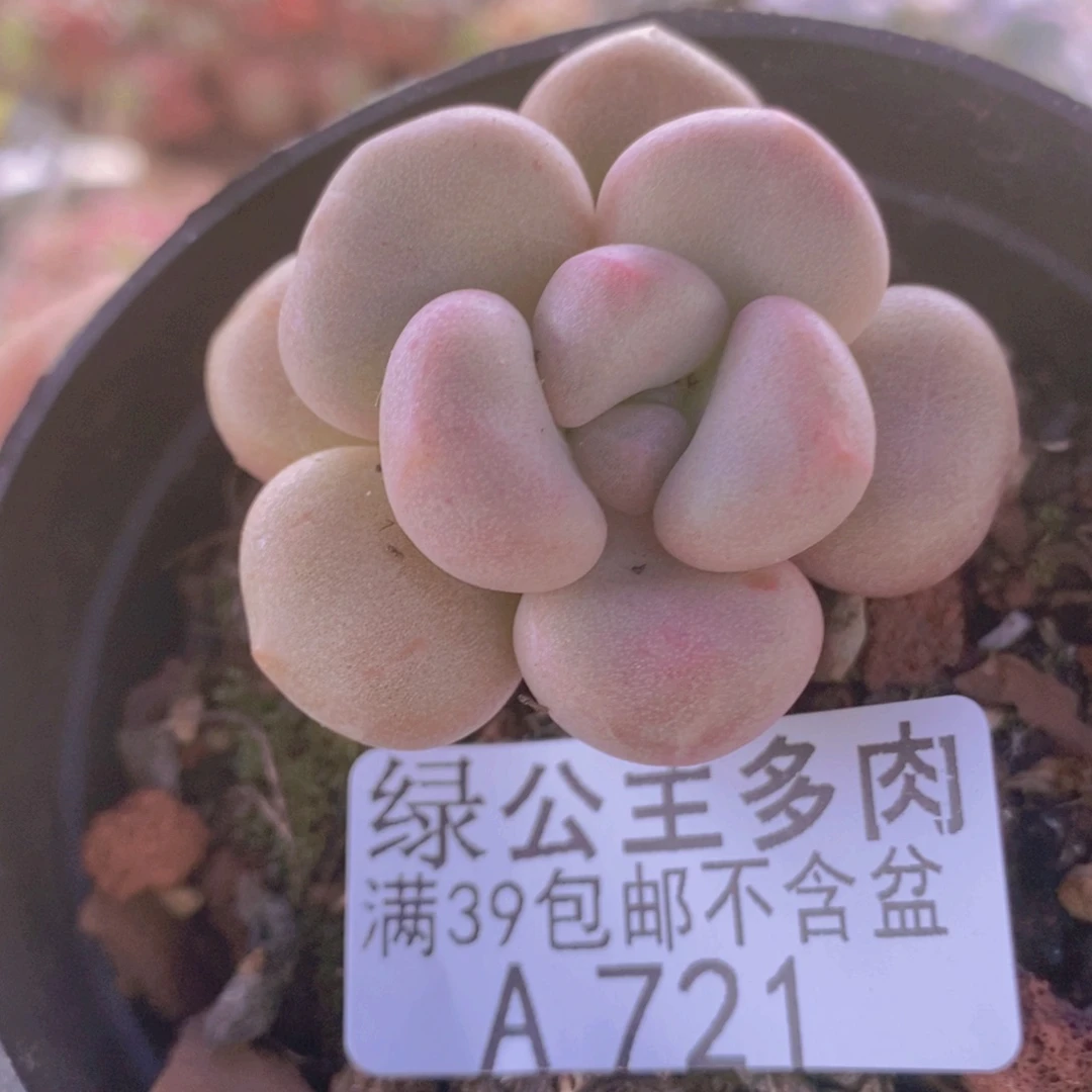 先锋派单头721多肉植物