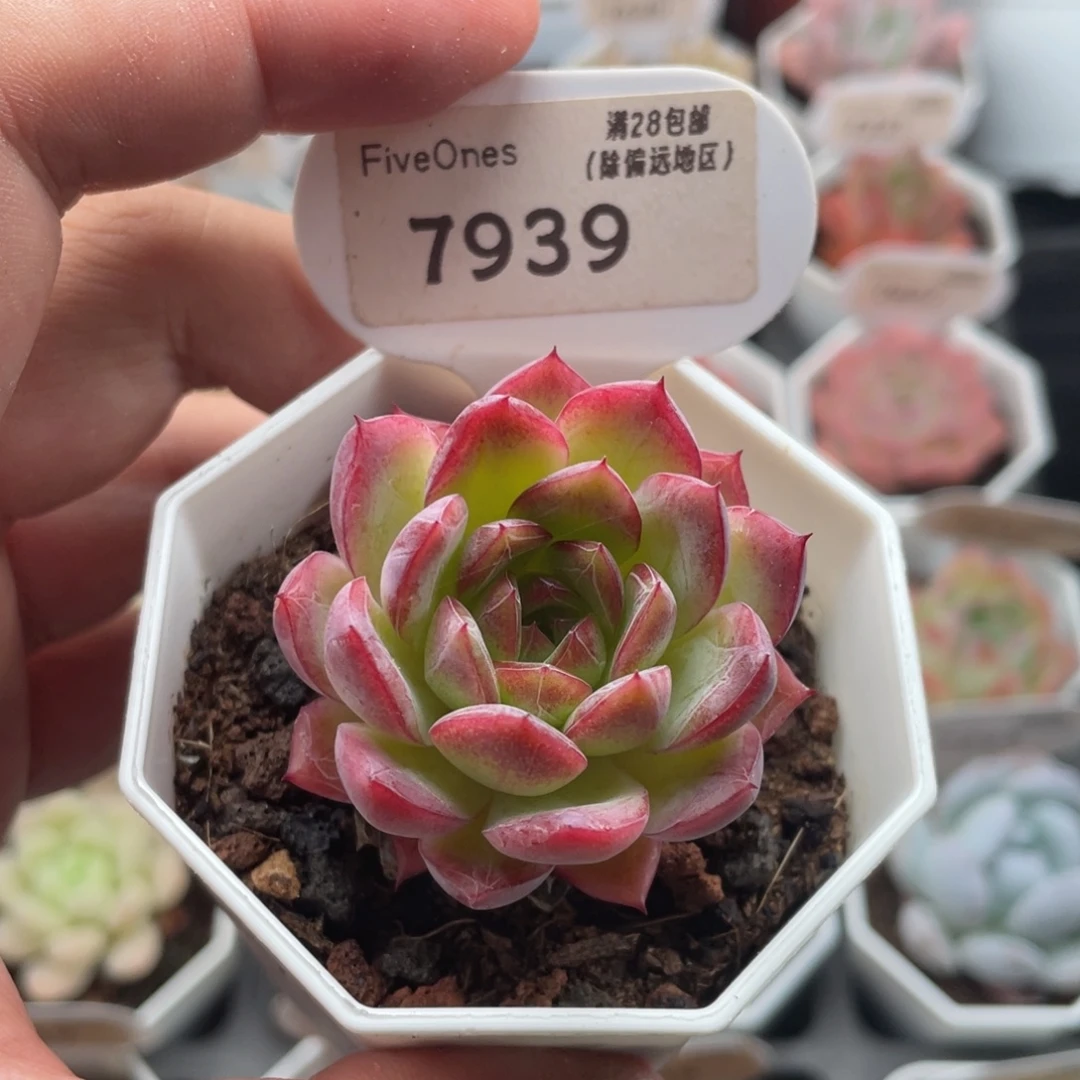 西西里7939-4.0厘米