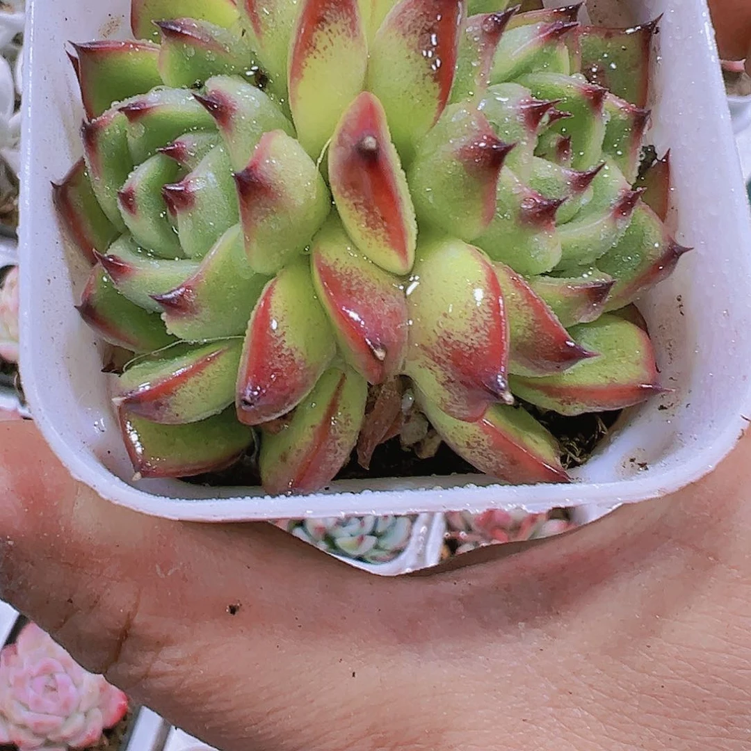 双头月亮石19包邮多肉