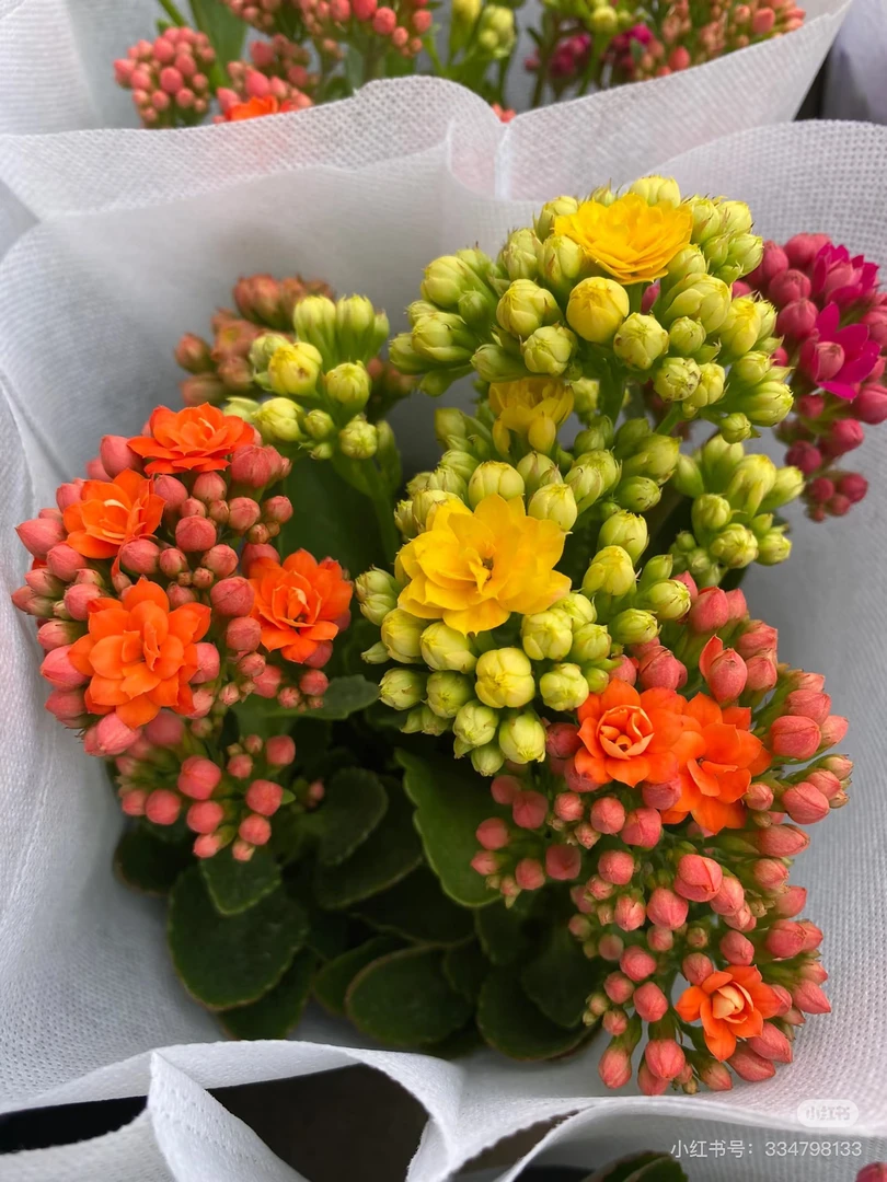 长寿花盆栽带苞发货室内绿植四季开花好养花卉