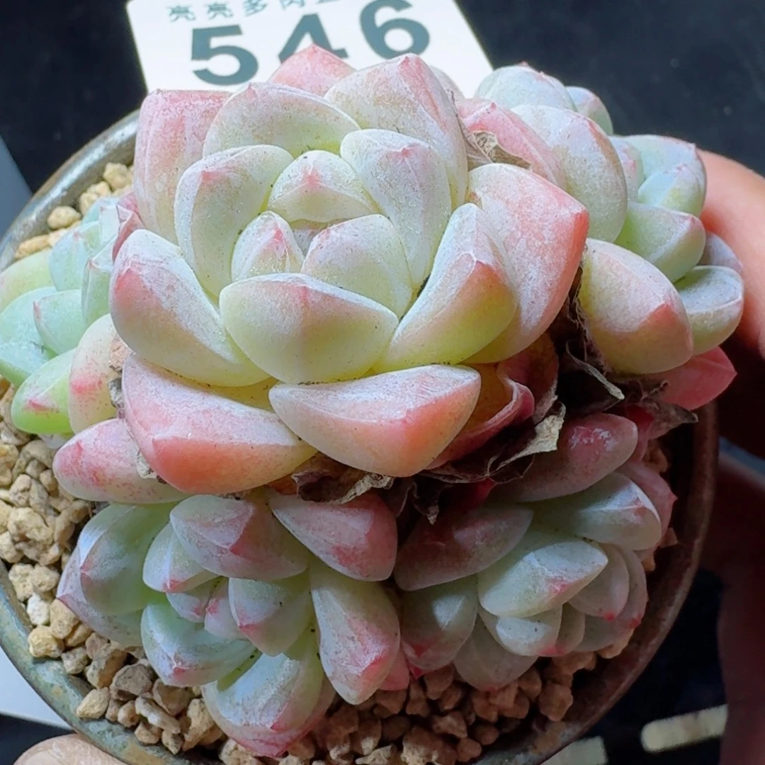 冰 玉  愿你一路坦途，乘风破浪展宏图