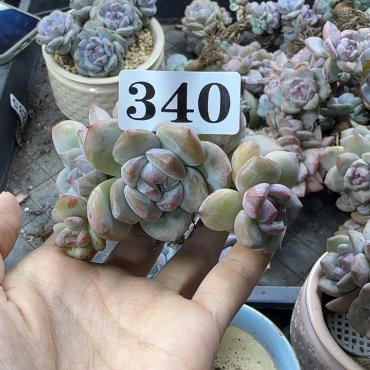 星影7头一物一拍340