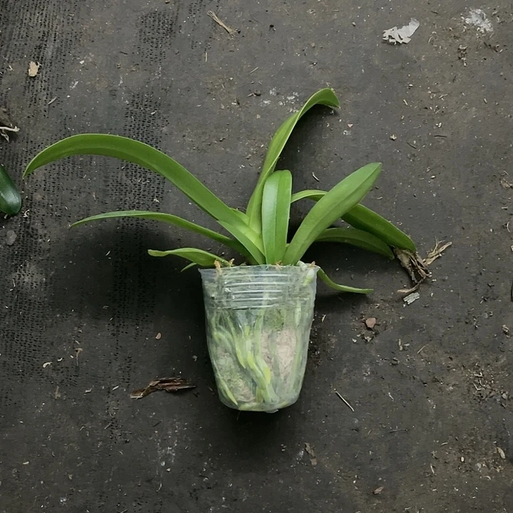 当前无花栽培后可以开花美琪红猫2.8双苗