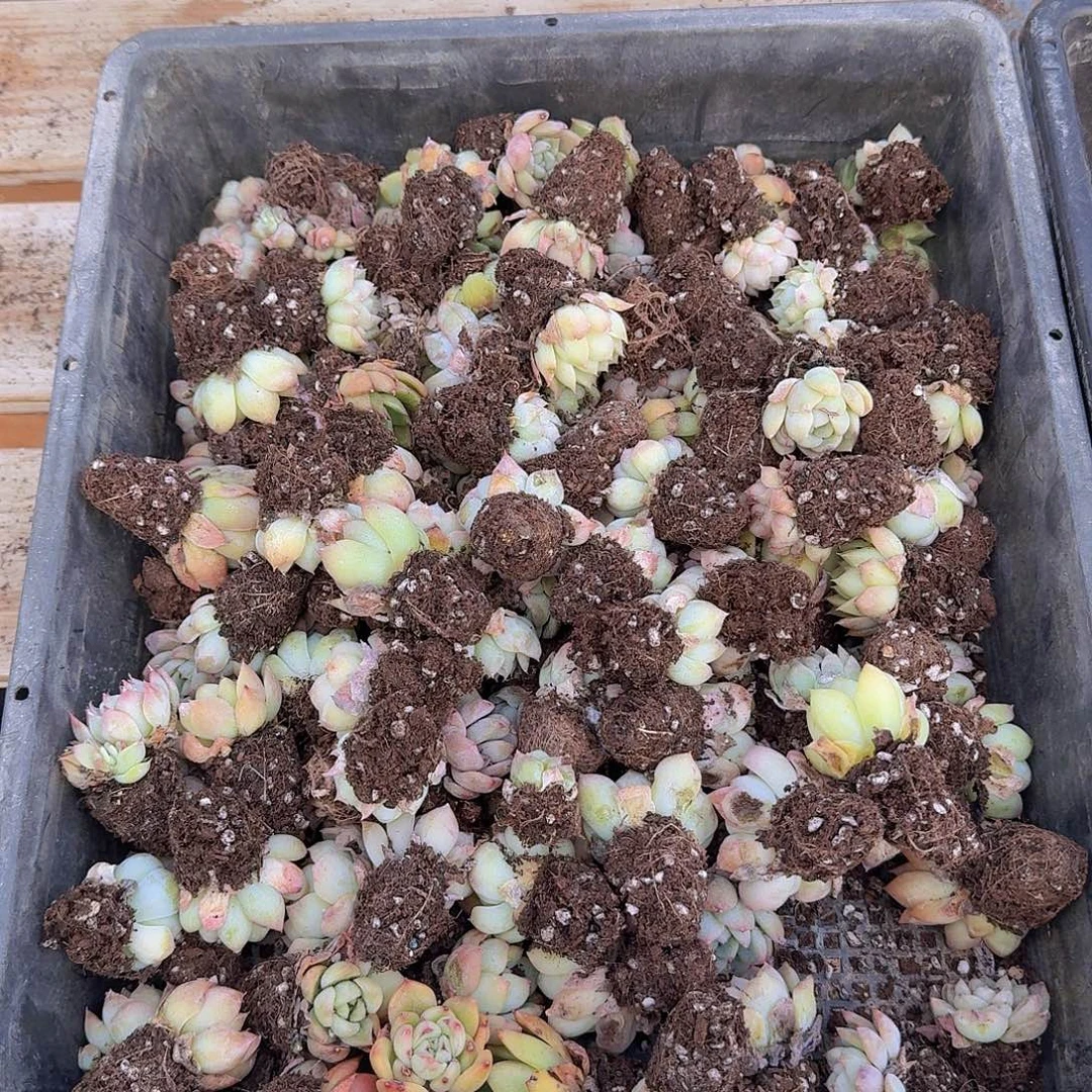 直播福利一物一拍17