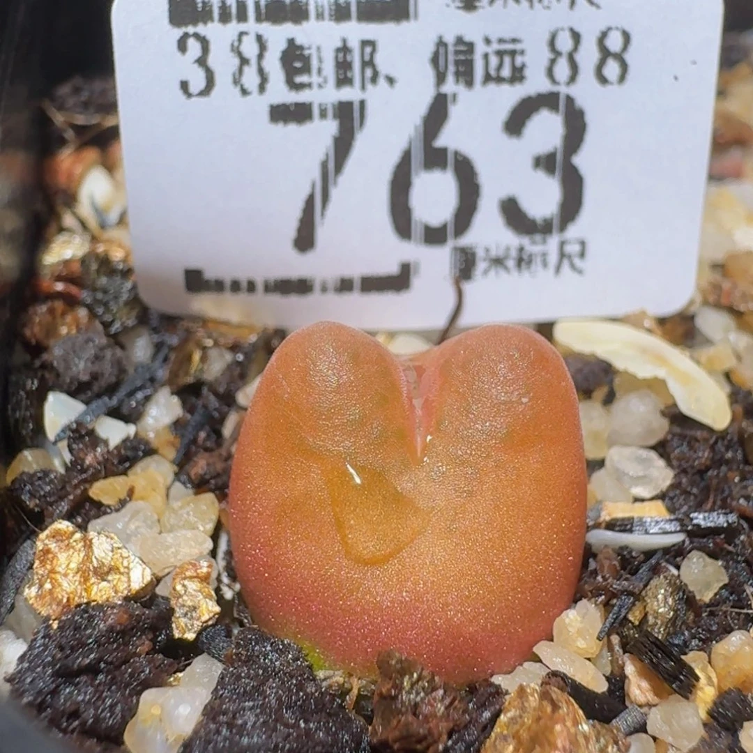 Zzzz精品生石花763水蜜桃