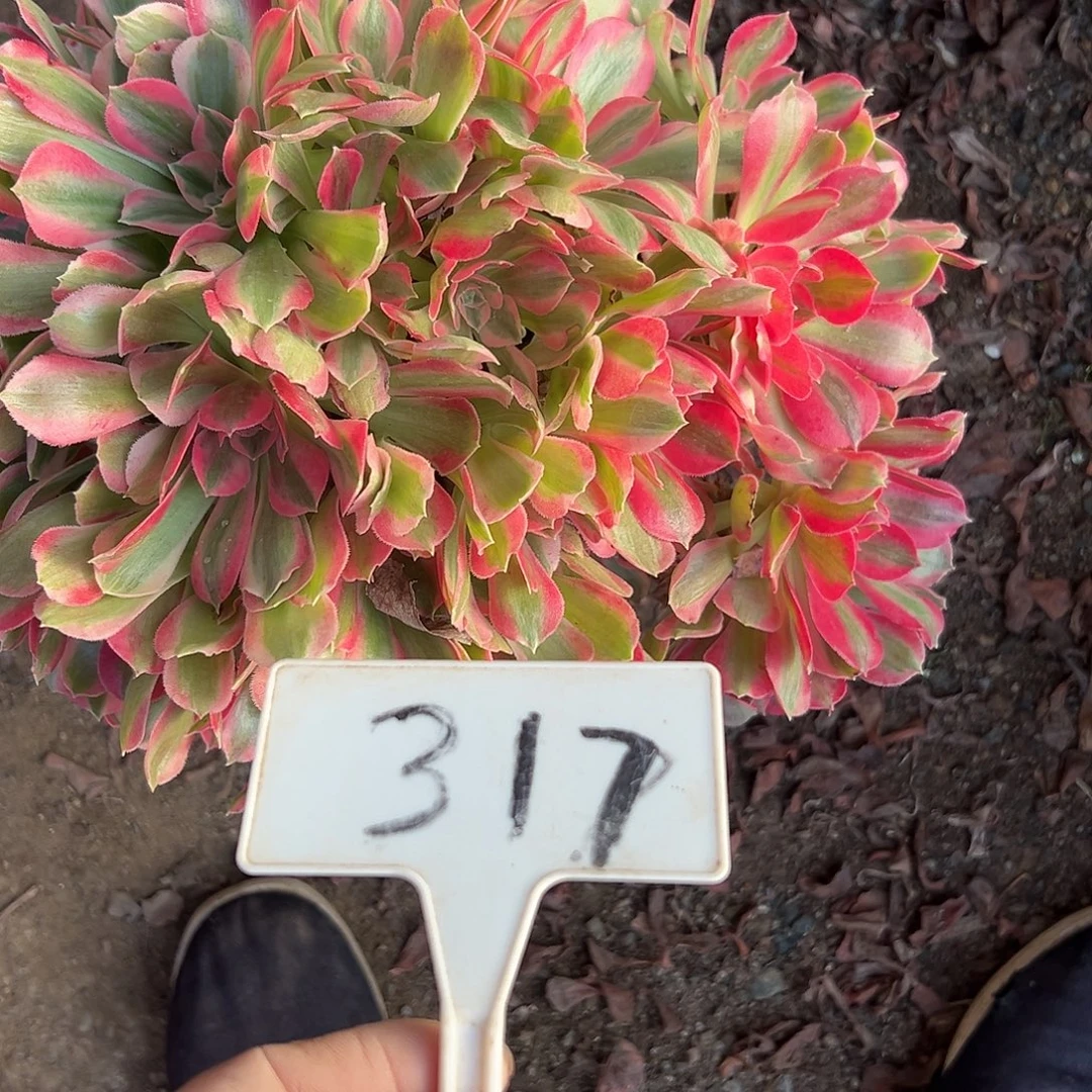 多肉植物妖月法师317