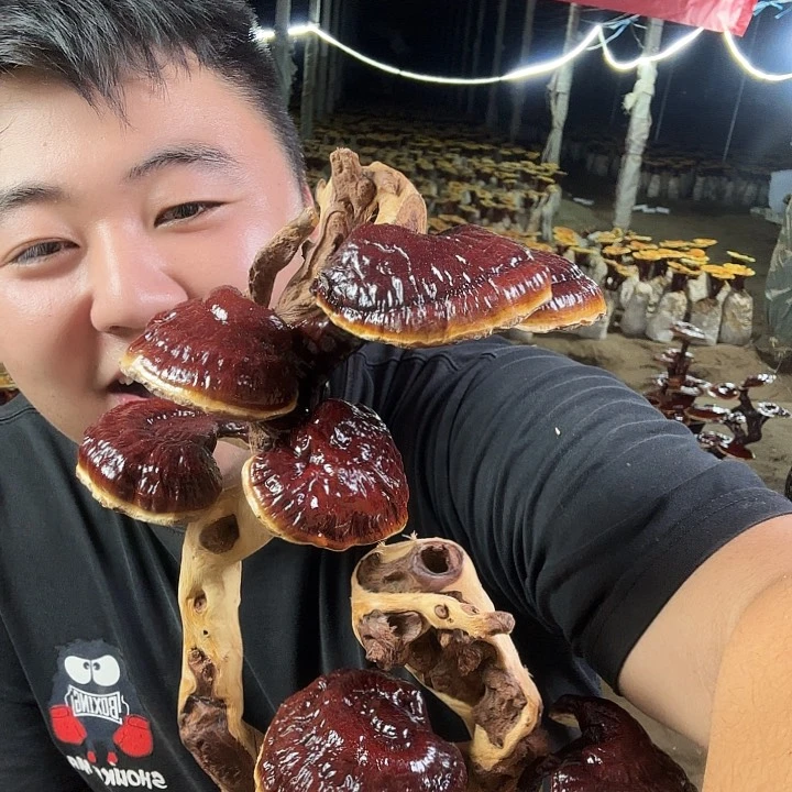有机玻璃单****桅灵芝孢子粉等