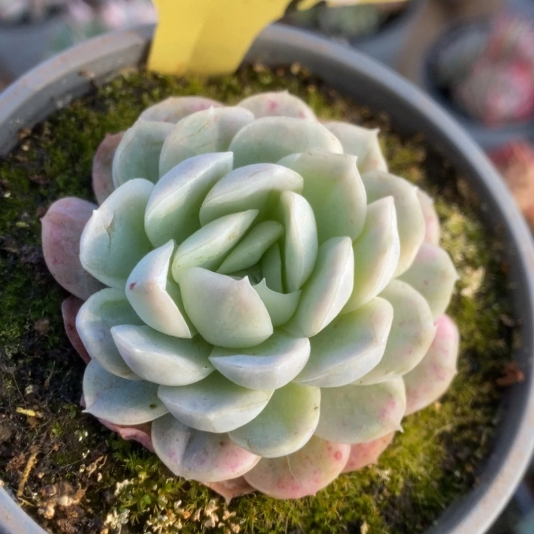 635贝瑞锦锦锦锦锦锦