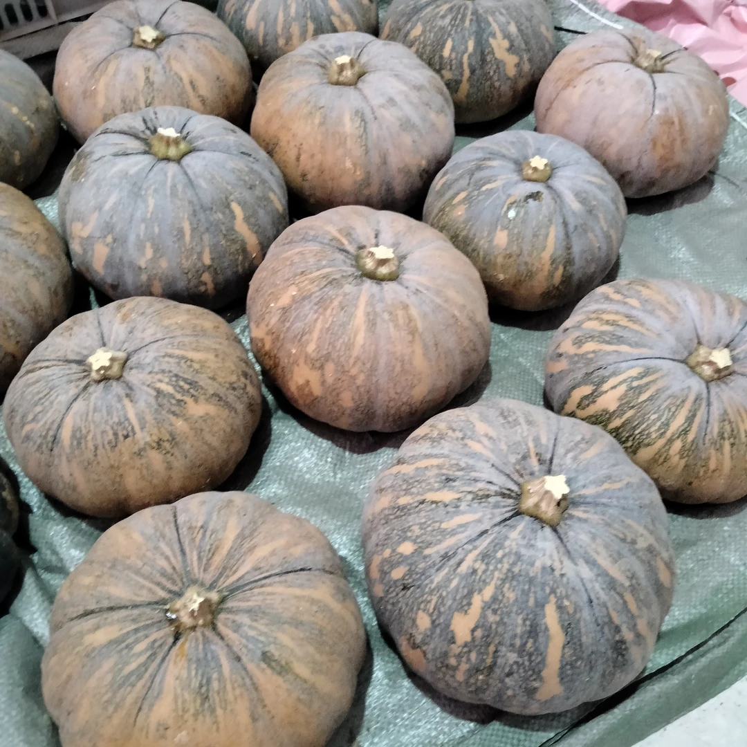 老品种南瓜软甜类型的,软糯香甜口,不打药的南瓜略微都有瑕疵,
