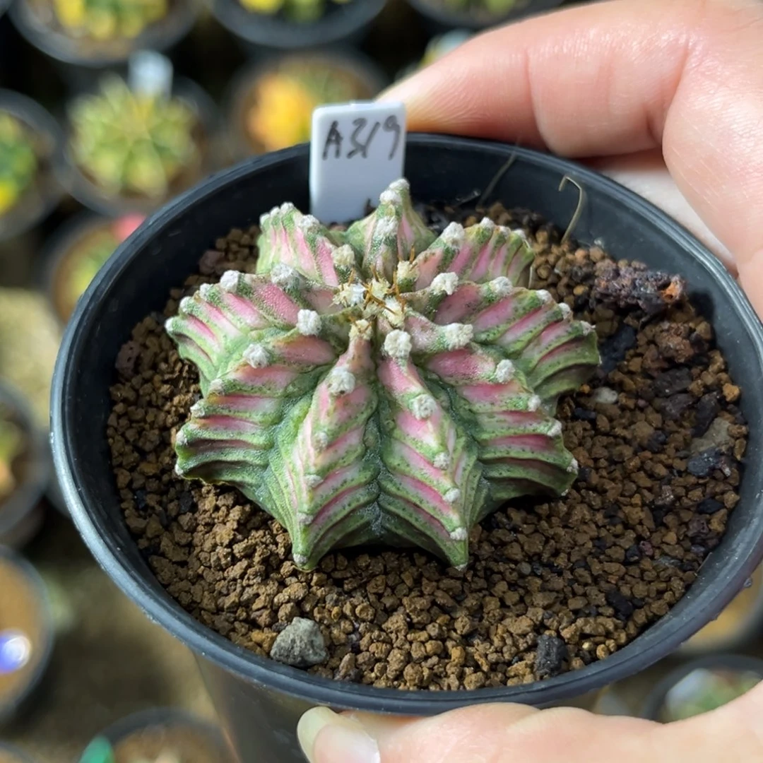 A319实生肋骨海神，带盆土法国