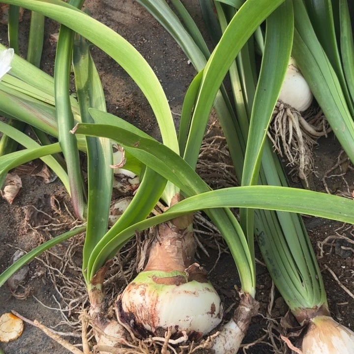 无花朵阿黛尔包对版