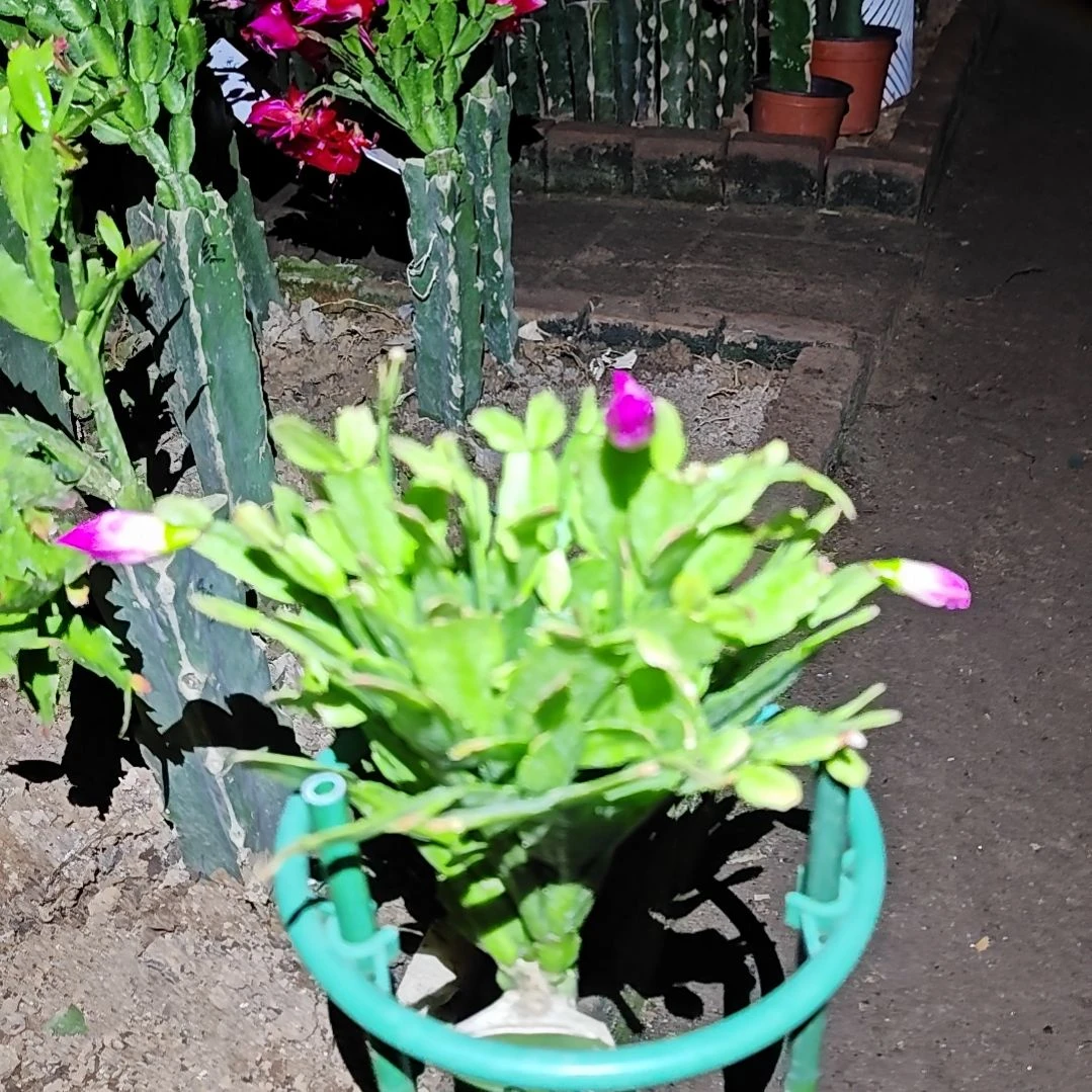 027紫重瓣脱土脱盆易掉芽苞454