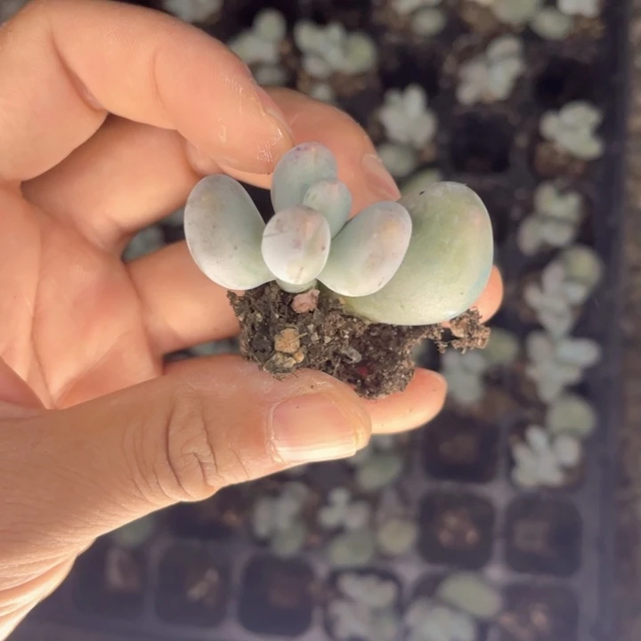 米可单头随机发满18包邮