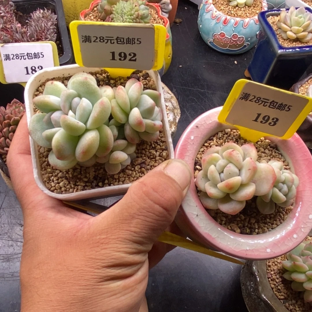 多****）5192.193冰玉石化锦缀