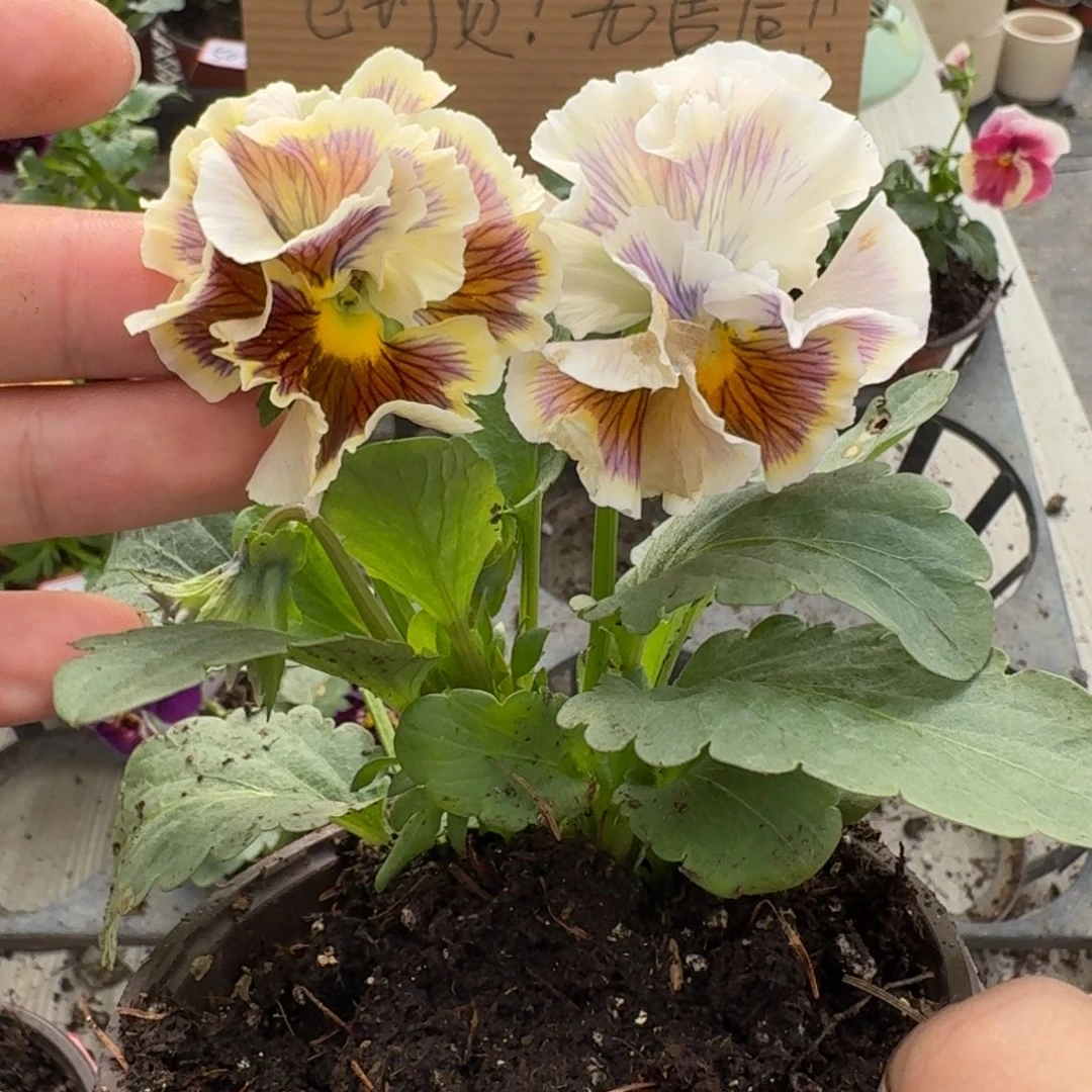 大部分花苞少量开放518