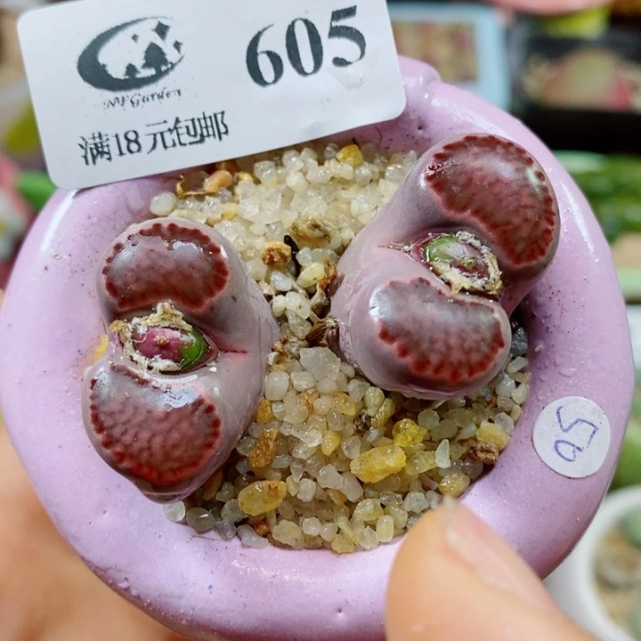 生石花花红红火火605