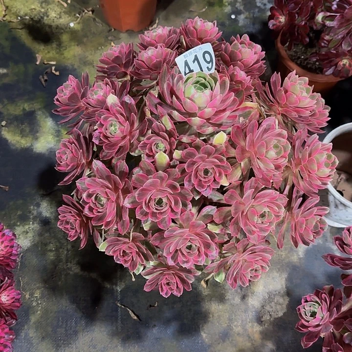 000000000000000419浣纱