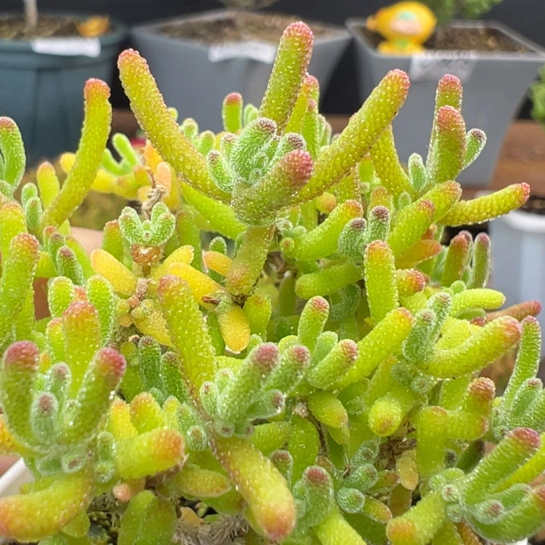 【闪购商品】dy6126小精控冰川