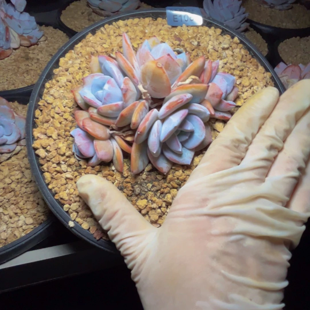 峰*e 108奶茶群生默认有掐心