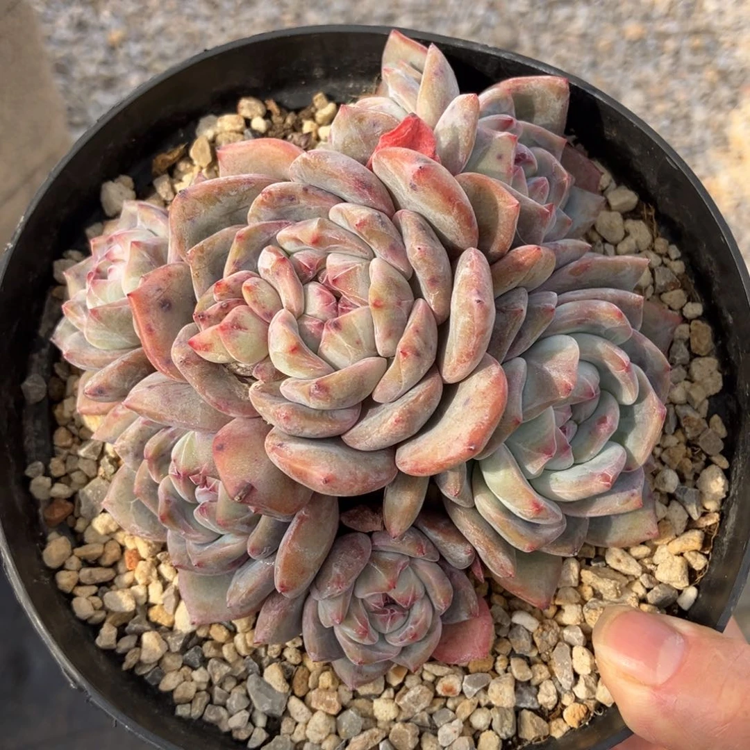 星影有摘 一物一拍不支持退换