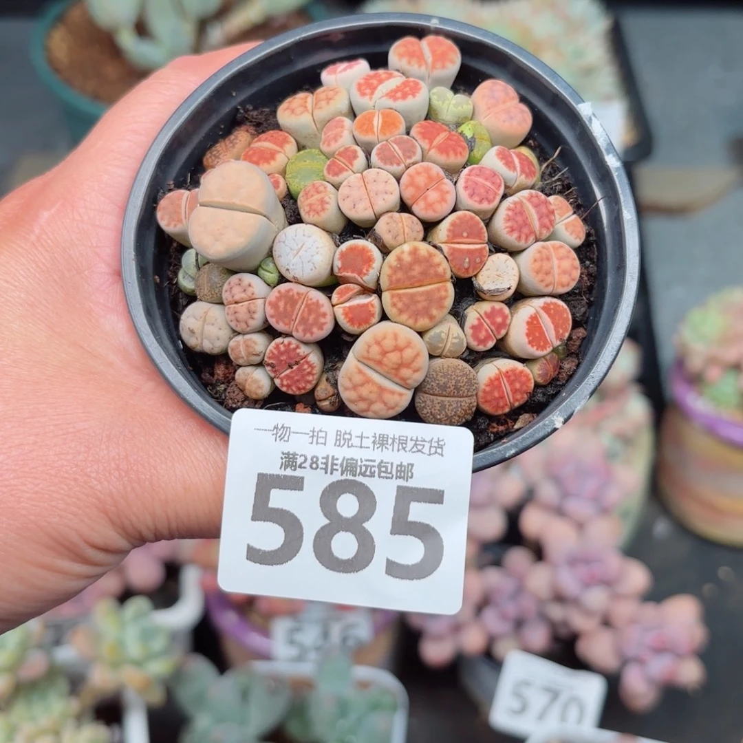 生石花带土球发货