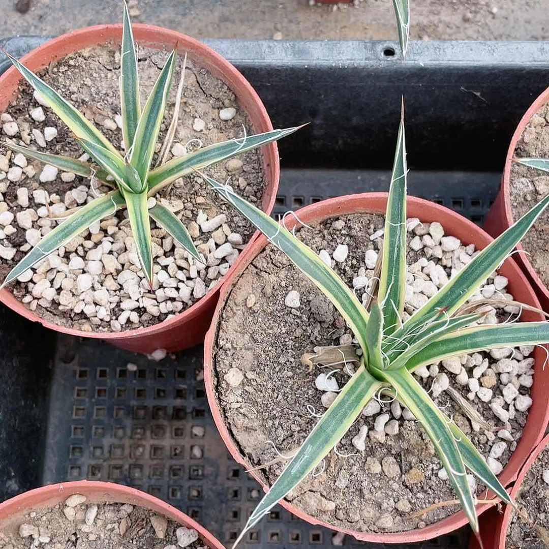 龙之白丝锦小颗龙舌兰包邮