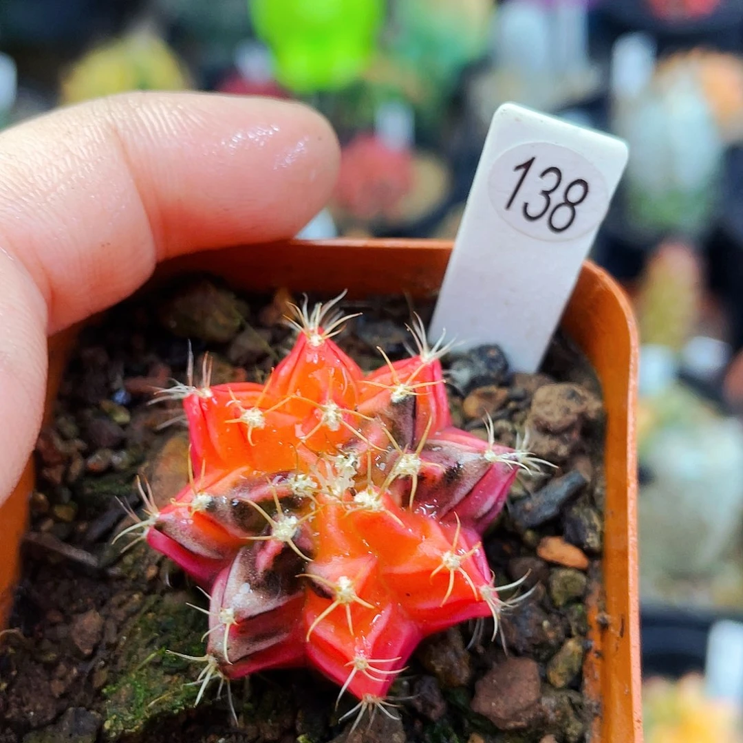 非偏远地区满25包邮仙人球