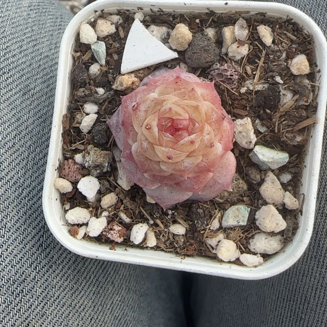 多肉小卡拉米糖心一物一拍