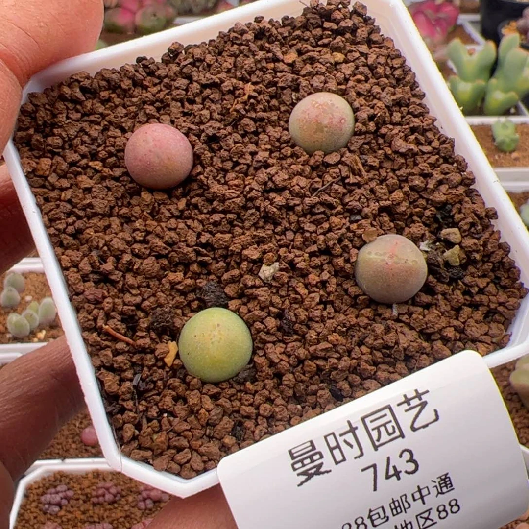 2.22大眼睛多肉植物743