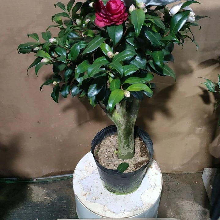 893六品，原盆原土发货，不包邮