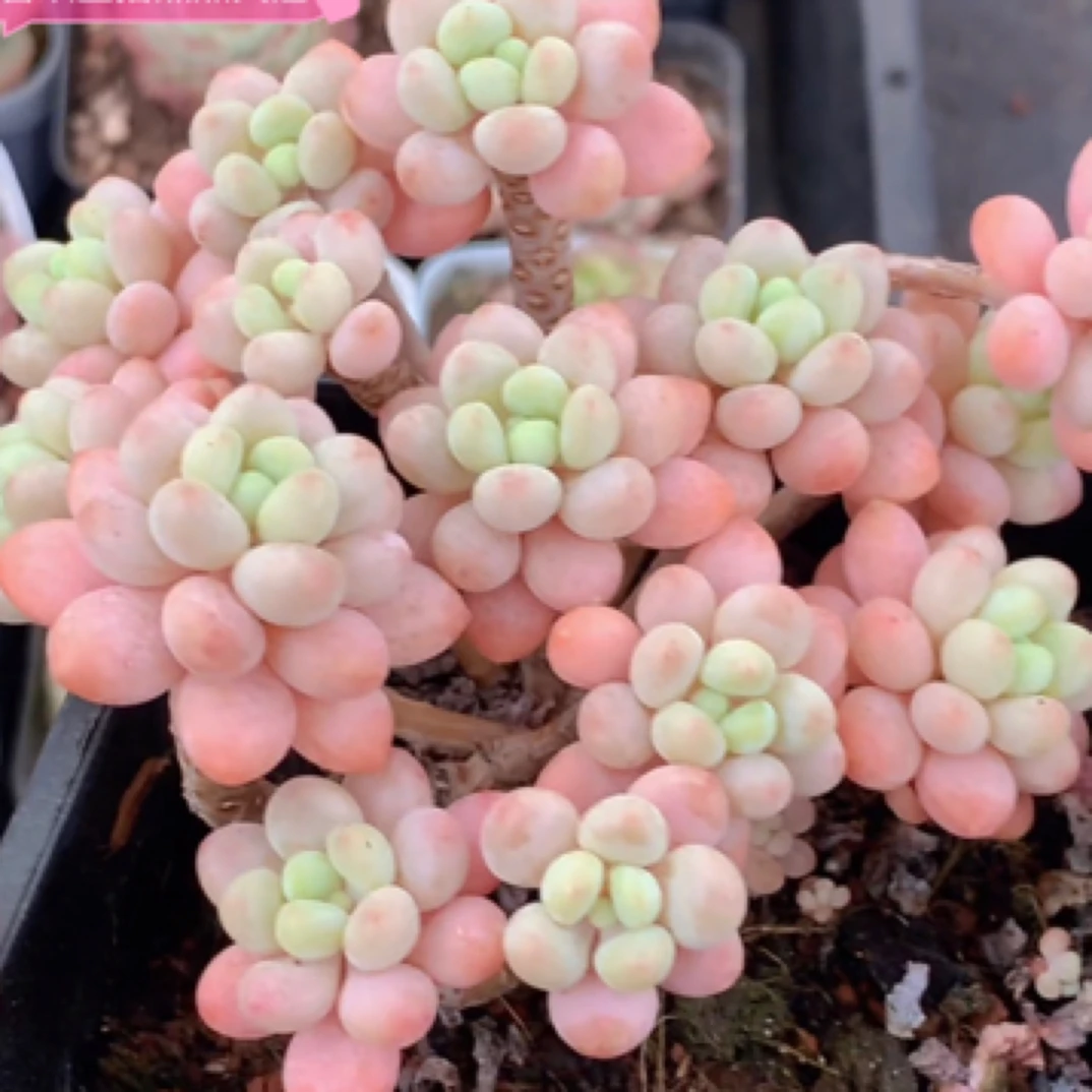 （一颗包邮） 洛可可 鱼子酱。9cm 盆 数量有限 猫小姐多肉