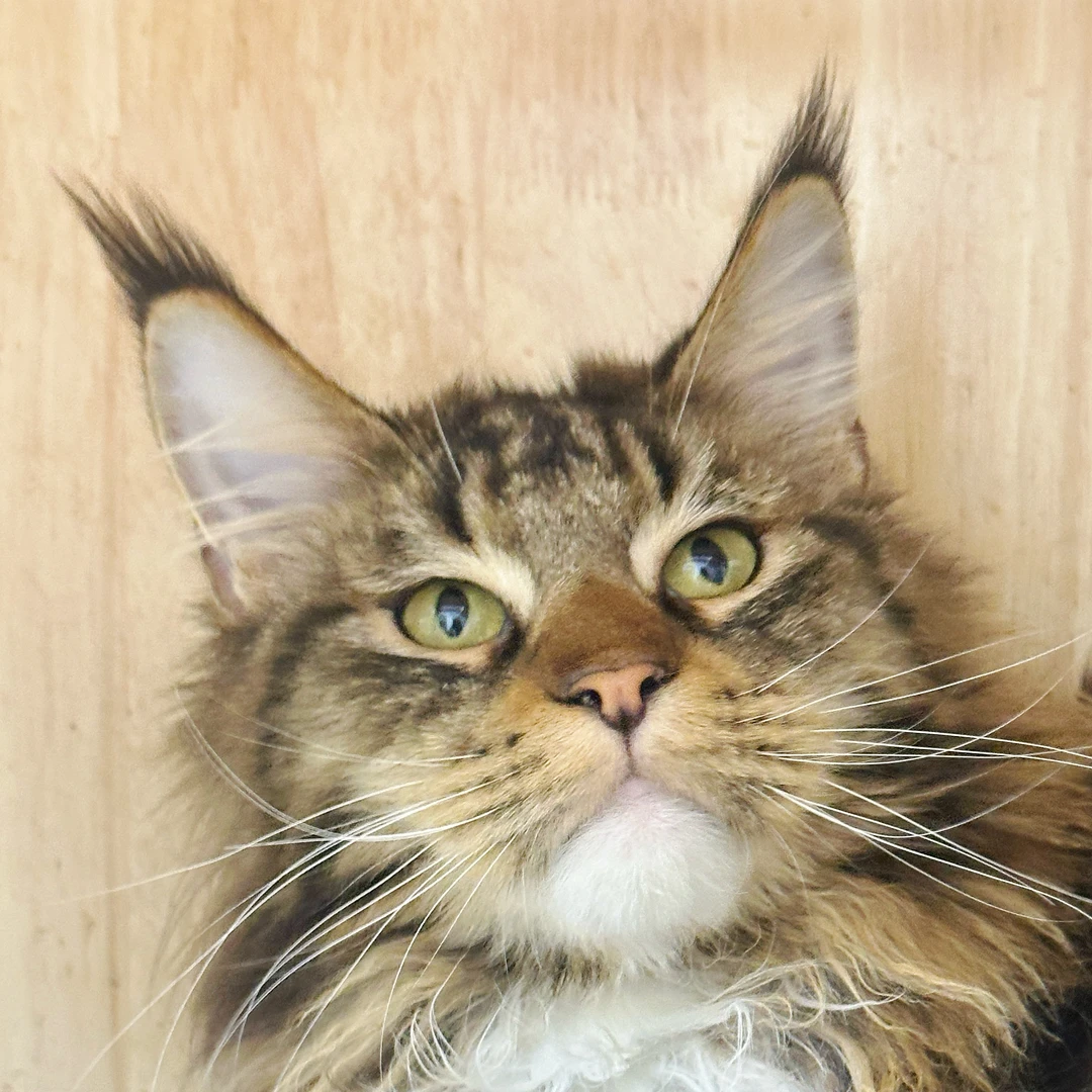 来了姊妹-棕白缅因猫-弟弟-YZ11