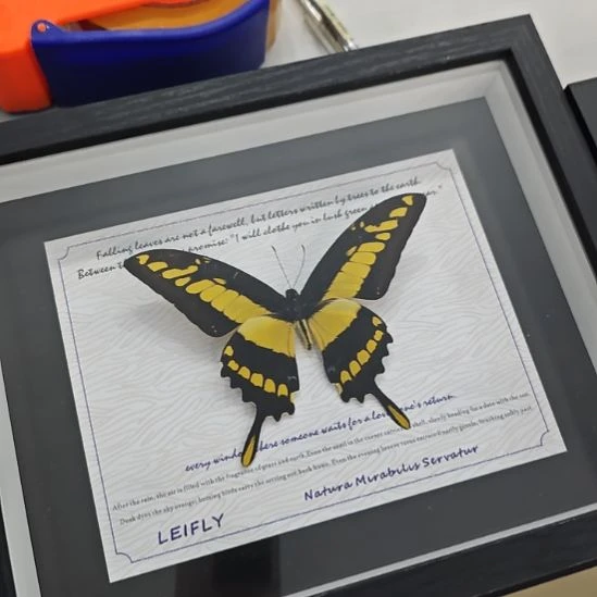 敏芷凤蝶蝴蝶标本十寸