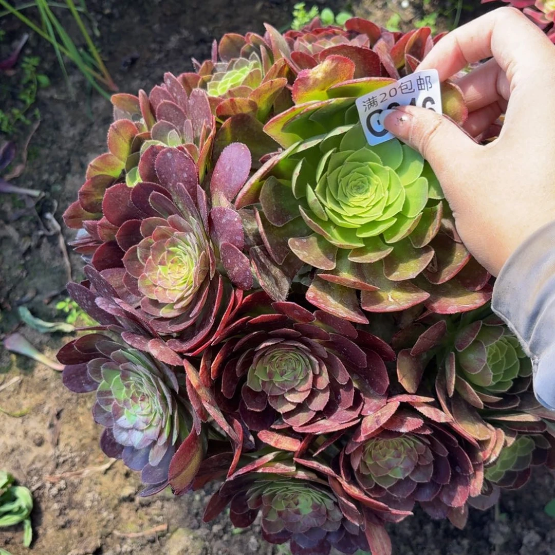 无花朵846多肉植物捧花的