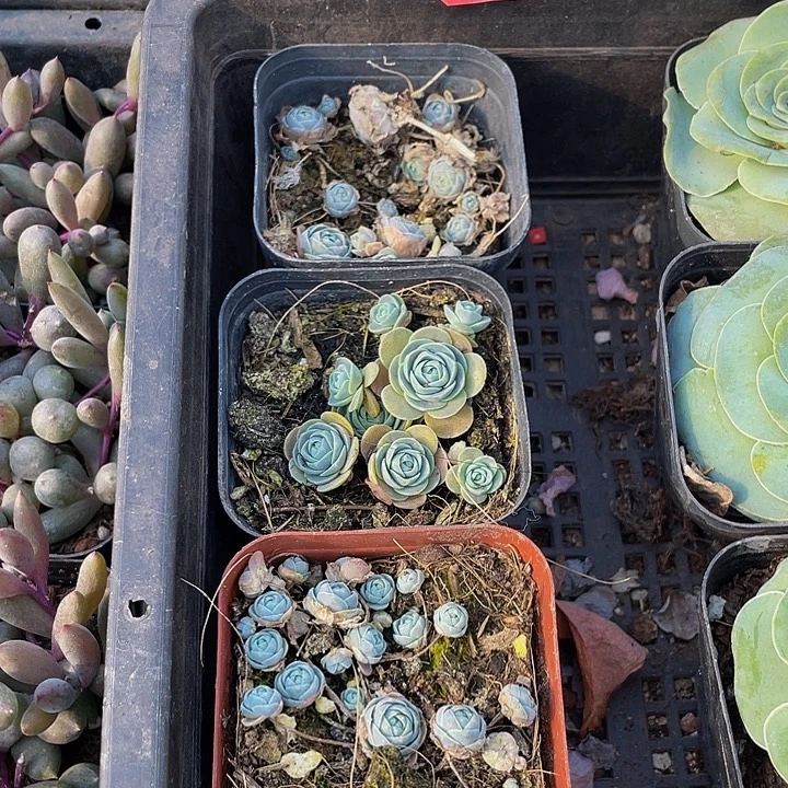 子持莲花带盆土发过